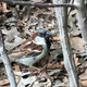 A male house sparrow in Washington Square Park